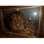 A large gilt framed coloured print, depicting a lion