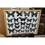 ENTOMOLOGY, a glazed display case of twenty two large Tropical Swallowtails, to include 'Papiwo