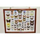 A COLLECTION OF SEVENTY FOUR BRITISH BUTTERFLIES IN A WATKINS AND DONCASTER CASE, a mahogany stained