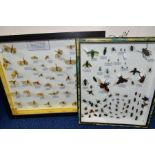 ENTOMOLOGY INTEREST, two display cases of insects, including cicadas, Jewel beetles, etc, most
