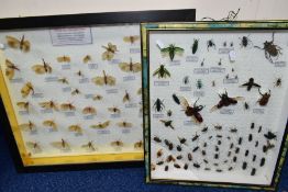 ENTOMOLOGY INTEREST, two display cases of insects, including cicadas, Jewel beetles, etc, most