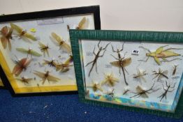 ENTOMOLOGY INTEREST, two display cases of insects, including crickets and stick insects, with name