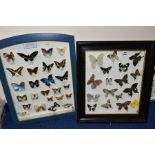 TWO DISPLAY CASES OF BUTTERFLIES, one with name labels, the other without, including Apias nero,