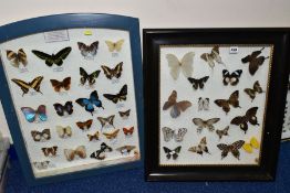 TWO DISPLAY CASES OF BUTTERFLIES, one with name labels, the other without, including Apias nero,