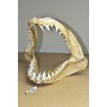 A SET OF SHARK JAWS WITH TEETH, approximate dimensions height 34cm x width 42cm