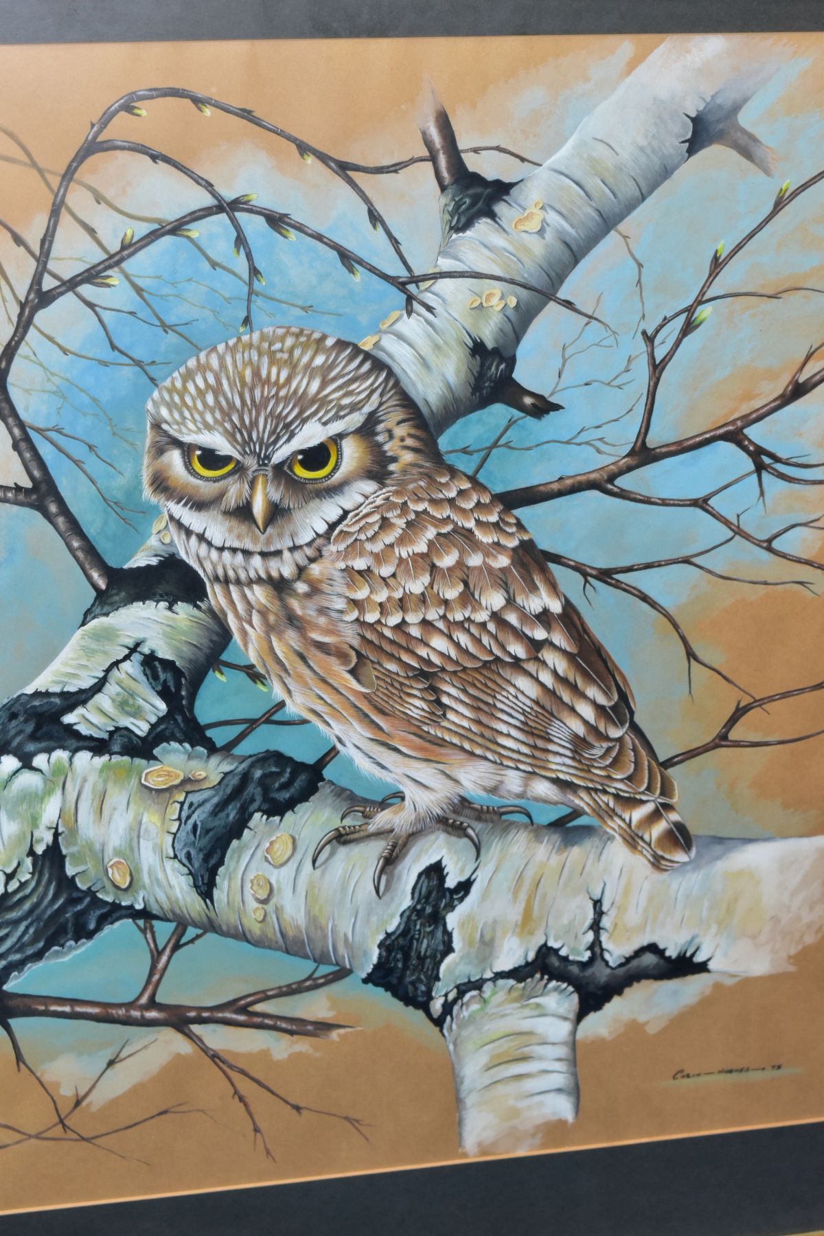 COLIN HUGHES (BRITSH 20TH CENTURY) 'LITTLE OWL', a portrait of a British little owl perched in a - Image 2 of 6