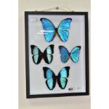 A MODERN CONTINENTAL MUSEUM CASE OF FOUR MORPHO BUTTERFLIES, containing Morpho Didius, Morpho