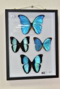 A MODERN CONTINENTAL MUSEUM CASE OF FOUR MORPHO BUTTERFLIES, containing Morpho Didius, Morpho