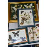 FOUR GLAZED DISPLAY CASES, containing various butterflies, moths and dried flowers, to include '