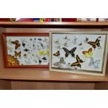 TWO GLAZED DISPLAY CASES OF BUTTERFLIES AND INSECTS, mounted with name labels, including Papilio