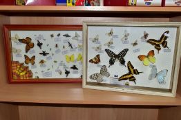 TWO GLAZED DISPLAY CASES OF BUTTERFLIES AND INSECTS, mounted with name labels, including Papilio