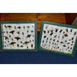TWO DISPLAY CASES CONTAINING COLEOPTERA (BEETLES) INSECTS, some mounted with wings displayed, over