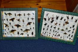 TWO DISPLAY CASES CONTAINING COLEOPTERA (BEETLES) INSECTS, some mounted with wings displayed, over