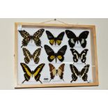 A HARDWOOD CASE OF TROPICA BIRDWING AND SWALLOWTAIL BUTTERFLIES, a polished Alderwood, wall mounting