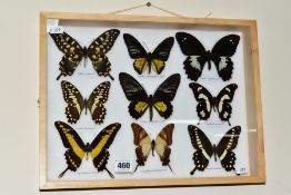 A HARDWOOD CASE OF TROPICA BIRDWING AND SWALLOWTAIL BUTTERFLIES, a polished Alderwood, wall mounting