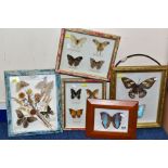 FIVE GLAZED DISPLAY CASES OF BUTTERFLIES, with name labels, including Morpho Deidamia, Vindula