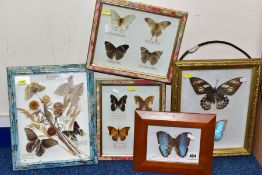 FIVE GLAZED DISPLAY CASES OF BUTTERFLIES, with name labels, including Morpho Deidamia, Vindula