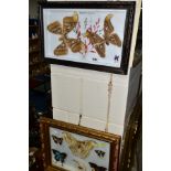 TWO GLAZED DISPLAY CASES OF BUTTERFLIES AND MOTHS, one with named species, includes Attacus atlas (