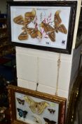 TWO GLAZED DISPLAY CASES OF BUTTERFLIES AND MOTHS, one with named species, includes Attacus atlas (