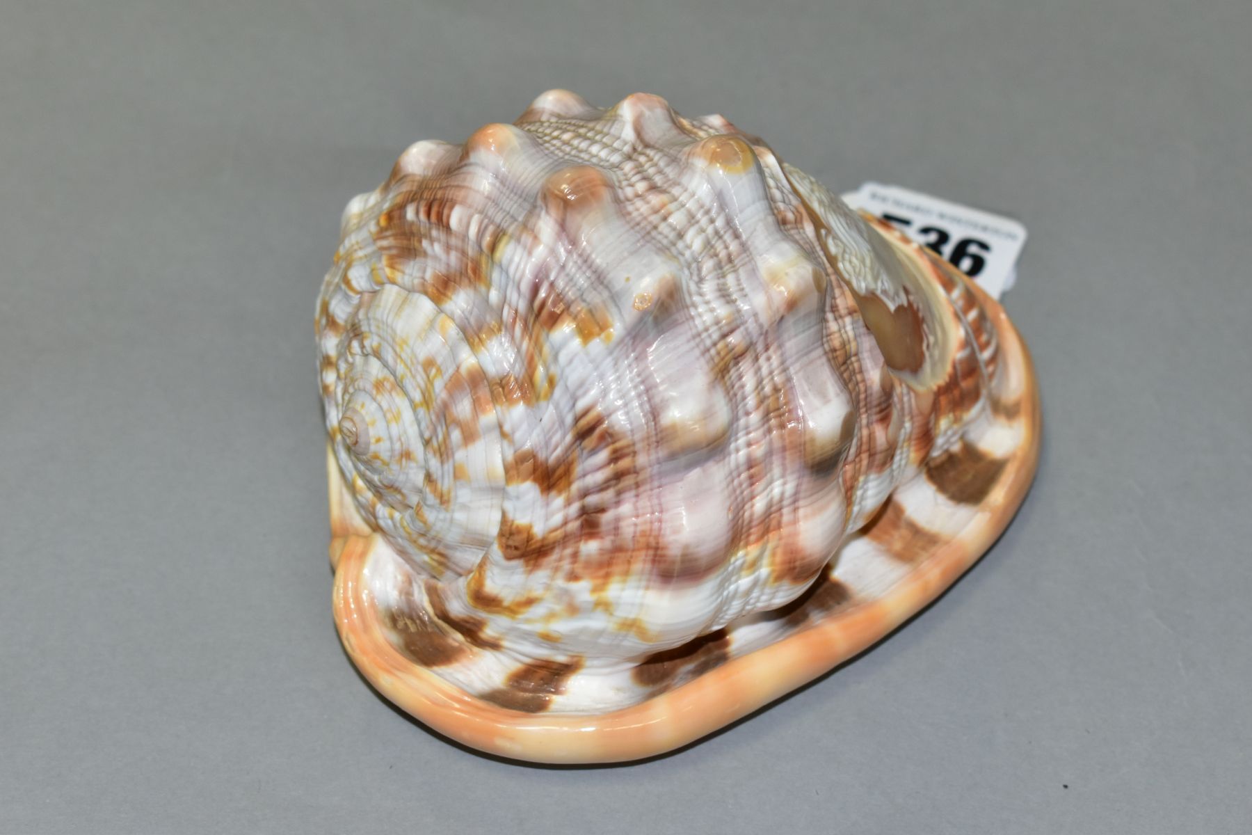 A CONCH SHELL WITH CARVED CAMEO PORTRAIT OF A LADY, length 13cm - Image 2 of 5