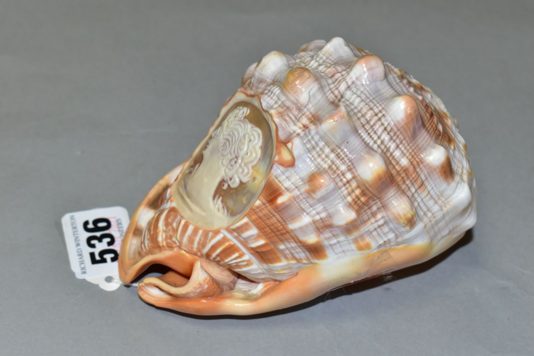 A CONCH SHELL WITH CARVED CAMEO PORTRAIT OF A LADY, length 13cm - Image 3 of 5