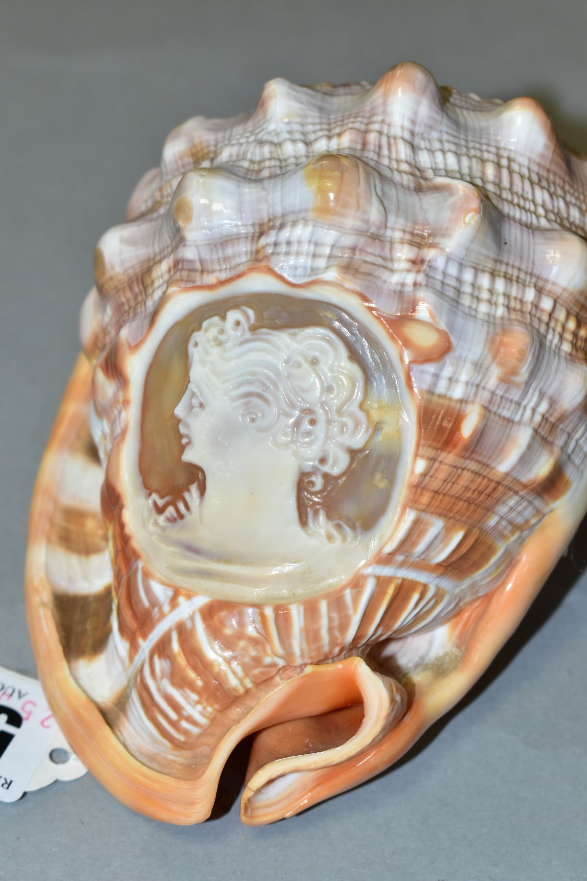 A CONCH SHELL WITH CARVED CAMEO PORTRAIT OF A LADY, length 13cm - Image 4 of 5