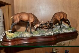 A LIMITED EDITION BORDER FINE ARTS SCULPTURE, 'Highland Challenge' (pair of Stags fighting) L127,