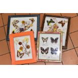 FOUR GLAZED DISPLAY CASES OF BUTTERFLIES, two cases with name labels, including Hypolimnas bolina,