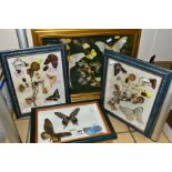 FOUR GLAZED DISPLAY CASES, containing various butterflies, moths and dried flowers, to include '