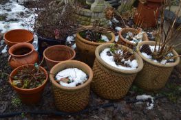 TEN GARDEN PLANT POTS including five similar ( largest diameter 37cm ), four Terracotta and one