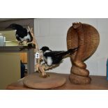 TAXIDERMY - Two magpies mounted perching in branches and on a circular base, height 39.5cm, together
