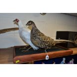 TAXIDERMY - a white cock pheasant and a hen pheasant mounted together on rectangular wooden base,