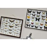 LEPIDOPTEROLOGY, TWO CASES OF MOUNTED BUTTERFLIES AND MOTHS, one containing twenty nine specimens,