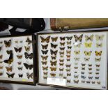 LEPIDOPTEROLOGY, TWO CASES OF MOUNTED BUTTERFLIES, one containing twenty nine specimens, the other