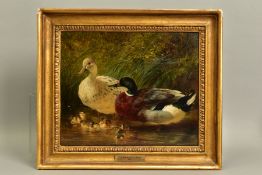 JOHN FREDERICK HERRING (SENIOR 1795 - 1865) DUCKS AND DUCKLINGS IN WATER, foliage behind, signed and