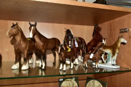 A GROUP OF SIX BROWN GLOSS AND ONE MATT GLAZED HORSES AND FOALS, Beswick models comprise Shire