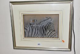 KIM DONALDSON (ZIMBABWE 1952) a study of Zebras, signed bottom left, pastel on paper, Halcyon