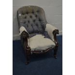 A DISTRESSED VICTORIAN MAHOGANY BUTTON BACK ARM CHAIR, scrolled arm rests, on turned acanthus