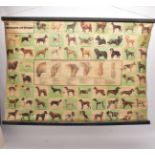 A BEHRINGWERKE BREED OF DOGS PRINTED FABRIC POSTER, photographs to the outside, anatomical