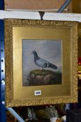 AN EARLY 20TH CENTURY STUDY OF A RACING PIGEON, unsigned, oil on board, mounted, framed and