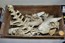A WOODEN STORK MARGARINE BOX, containing an assortment of animal bones - skulls, ribs, spine, etc