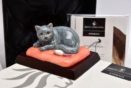 A BOXED ROYAL DOULTON ANIMALS CAT COLLECTION 'BRITISH SHORTHAIR' FIGURE, RDA 17, with plinth and