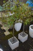 A PAIR OF SQUARE MARBLE PLANT POTS, containing two bay laurel tree's, 26cm cubed x height 130cm