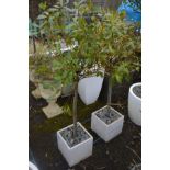 A PAIR OF SQUARE MARBLE PLANT POTS, containing two bay laurel tree's, 26cm cubed x height 130cm