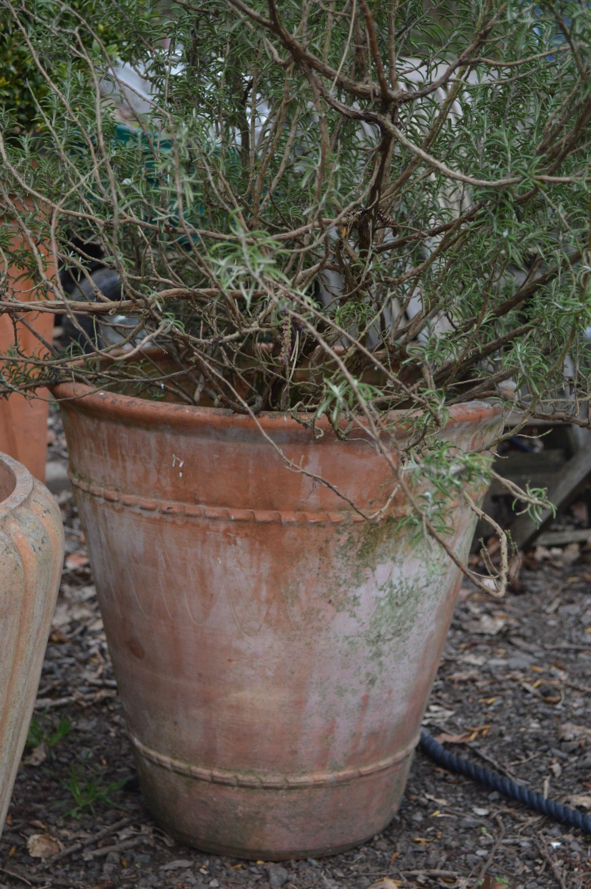 TWO LARGE TERRACOTTA PLANTERS, on with a reeded design, largest pot diameter 51cm x height 48cm, one - Image 3 of 3