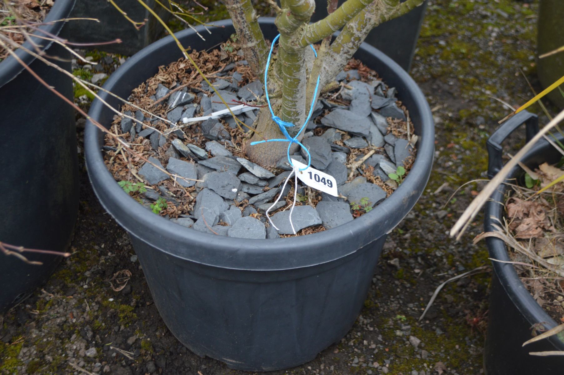 A PLASTIC POTTED PLANT POSSIBLY CONTAINING A COMMON HAWTHORN TREE - Image 2 of 2