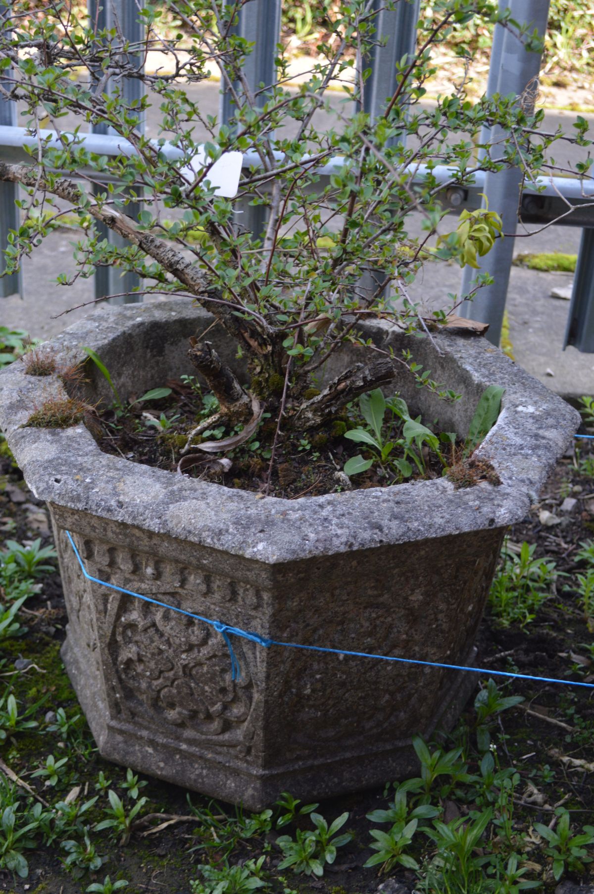 A PAIR OF WEATHERED COMPOSTITE OCTAGONAL PLANTERS, diameter 49cm x height 31cm, containing a - Image 2 of 3