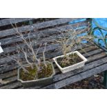 TWO BONSAI TREES IN GLAZED PLANTERS (unknown if alive)