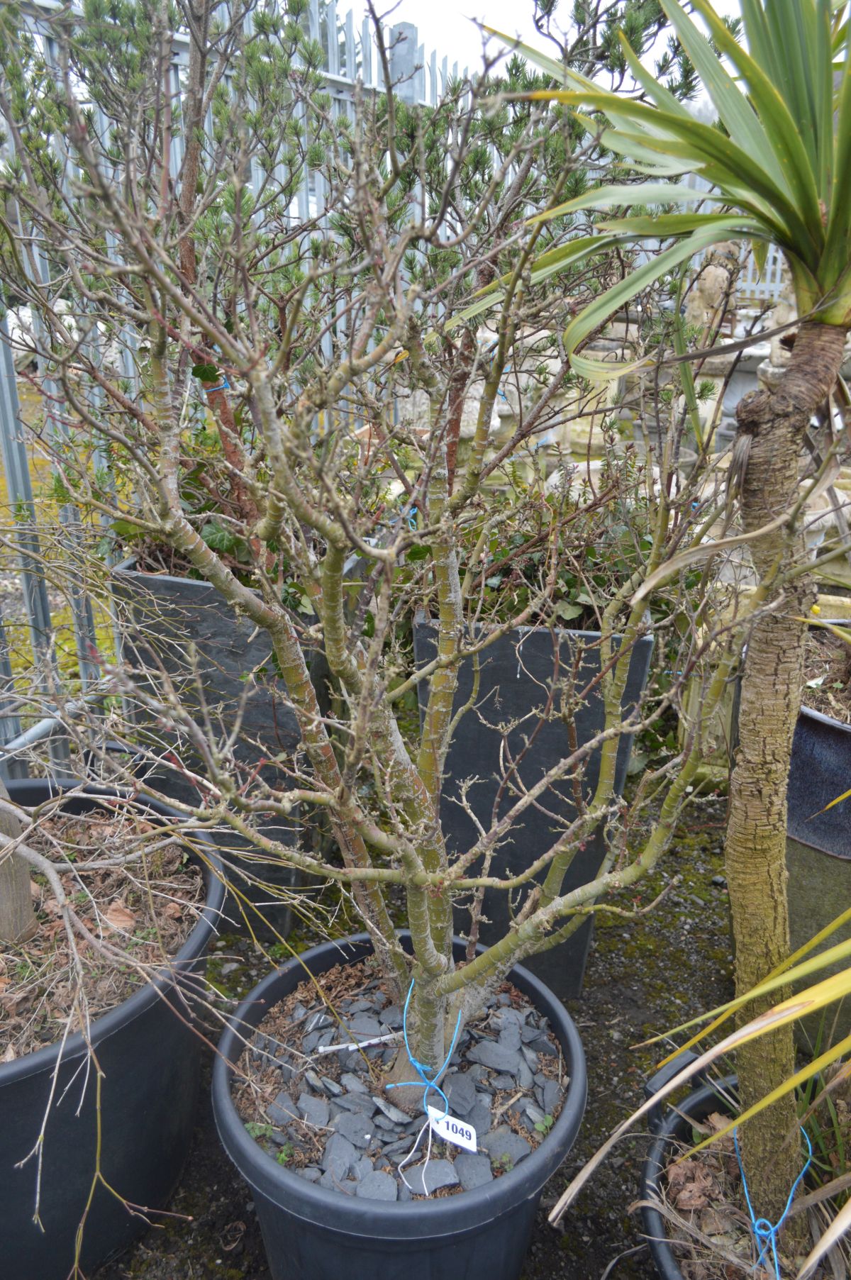 A PLASTIC POTTED PLANT POSSIBLY CONTAINING A COMMON HAWTHORN TREE