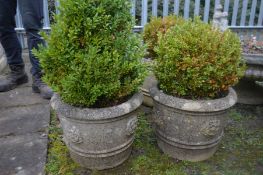 A PAIR OF COMPOSITE CIRCULAR PLANTERS containing a common boxwood plant, diameter 43cm x height